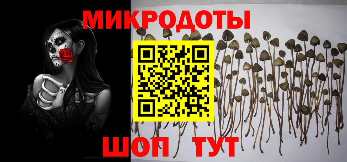 Владикавказ  Псилоцибиновые грибы Cubensis  Вход с VPN 